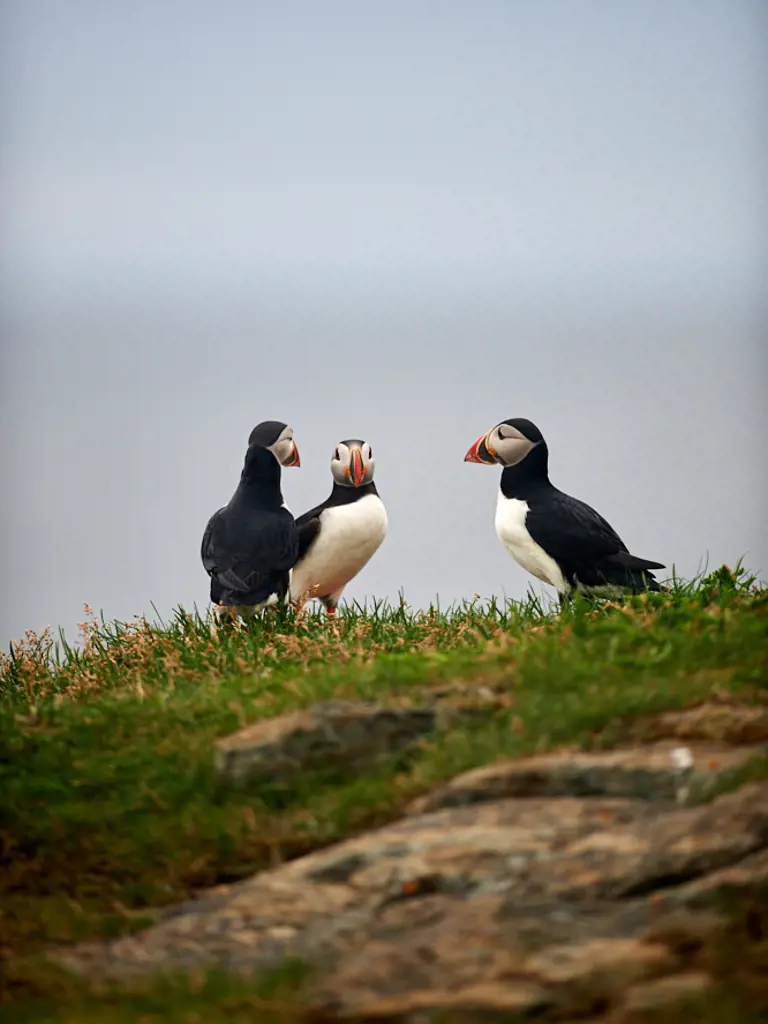 Kanada-Abenteuer: Mit Familie und Camper durch Neufundland